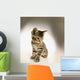 Kitten Wall Mural