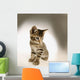 Kitten Wall Mural