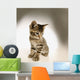 Kitten Wall Mural