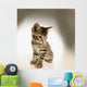 Kitten Wall Mural