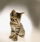 Kitten Wall Mural