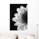 Black And White Flower Wall Mural
