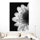 Black And White Flower Wall Mural