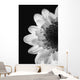 Black And White Flower Wall Mural