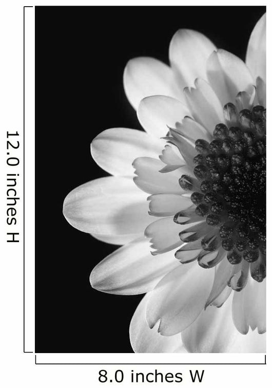 Black And White Flower Wall Mural