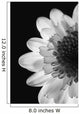 Black And White Flower Wall Mural