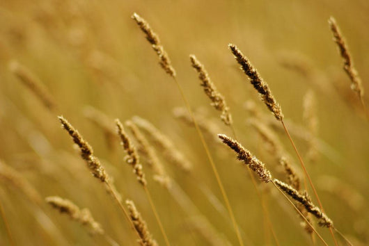 Close-Up Of Wheat Wall Mural