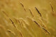 Close-Up Of Wheat Wall Mural