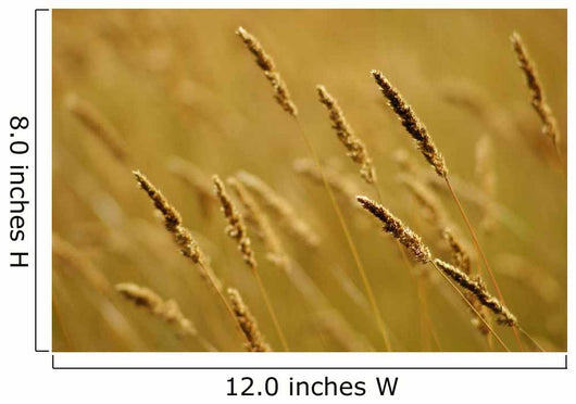 Close-Up Of Wheat Wall Mural