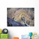 Male Leopard Wall Mural