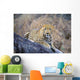 Male Leopard Wall Mural