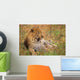 Leopard Lying In Grass Wall Mural