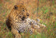 Leopard Lying In Grass Wall Mural