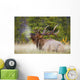 Bull Elk Wall Mural