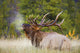 Bull Elk Wall Mural
