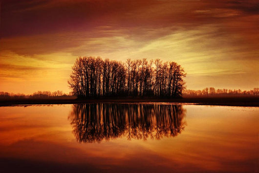 Silhouetted Trees Reflected On Water Wall Mural