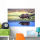 African Cape Buffalo, Photographed At Lake Kariba Zimbabwe Wall Mural