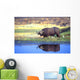 African Cape Buffalo, Photographed At Lake Kariba Zimbabwe Wall Mural
