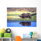 African Cape Buffalo, Photographed At Lake Kariba Zimbabwe Wall Mural