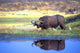 African Cape Buffalo, Photographed At Lake Kariba Zimbabwe Wall Mural