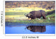 African Cape Buffalo, Photographed At Lake Kariba Zimbabwe Wall Mural