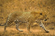 Male Leopard Wall Mural