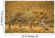 Male Leopard Wall Mural