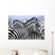 Burchell's Zebra Wall Mural