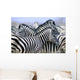 Burchell's Zebra Wall Mural