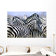 Burchell's Zebra Wall Mural