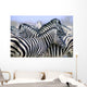 Burchell's Zebra Wall Mural