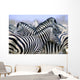 Burchell's Zebra Wall Mural