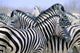 Burchell's Zebra Wall Mural