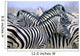 Burchell's Zebra Wall Mural