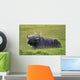 Cape Buffalo In Tanzania Wall Mural