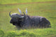 Cape Buffalo In Tanzania Wall Mural