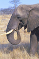 Bull Elephant Wall Mural