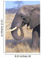 Bull Elephant Wall Mural