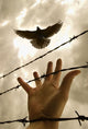 Hand Reaching Out For Bird Wall Mural