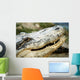 Alligator Wall Mural