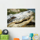 Alligator Wall Mural