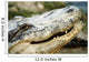 Alligator Wall Mural