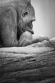 Gorilla Resting Wall Mural