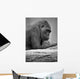 Gorilla Portrait Wall Mural