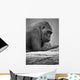 Gorilla Portrait Wall Mural