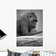 Gorilla Portrait Wall Mural