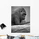 Gorilla Portrait Wall Mural