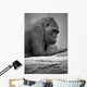 Gorilla Portrait Wall Mural
