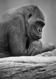 Gorilla Portrait Wall Mural