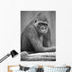 Monkey Wall Mural